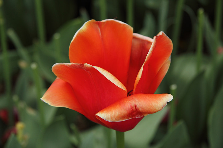 tulip, red, flower, spring, nature, garden