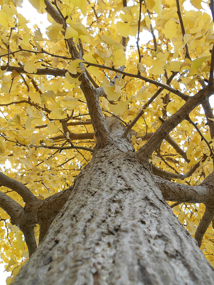 Gingko träd, gula blad, hösten