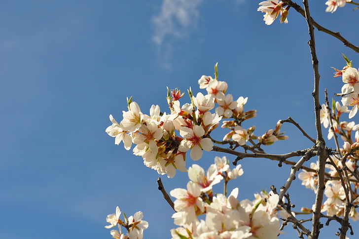 mandlové strom v květu, středomořské krajiny, bílé květy, květ, Příroda, květiny, zahrada