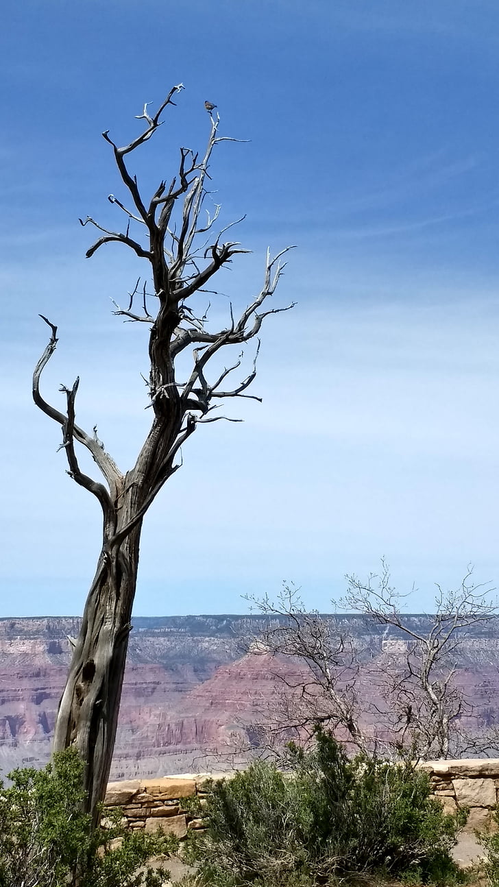 Гранд каньон, мъртвата дървесина, дърво, птица, Мъртво дърво