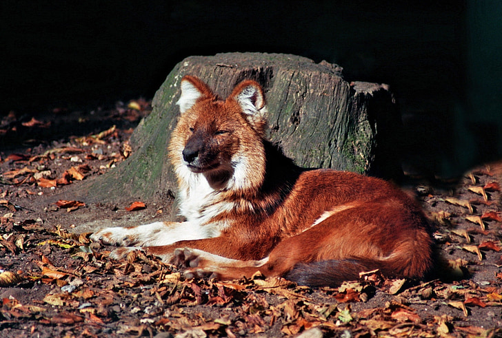 Fuchs, Zoo, dyr, vilde, Wildlife park, dyrenes verden, lodne