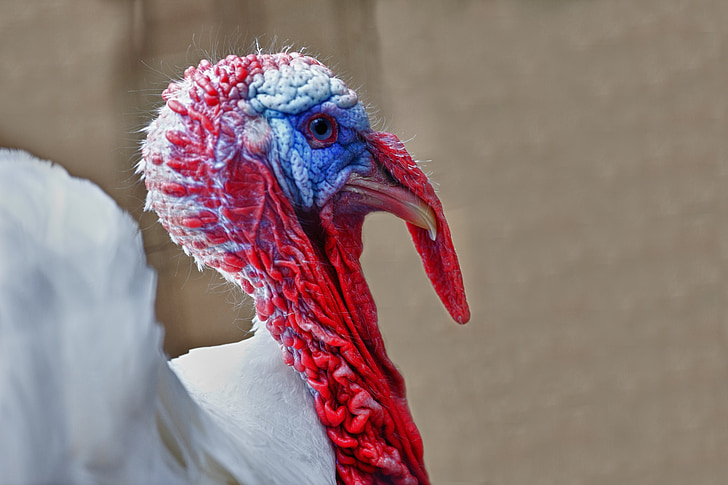 turkey, bird, male, poultry, portrait, profile, animal