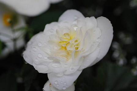 cvijet, bijeli, Rosa, kapanje, priroda, flore, lijepo