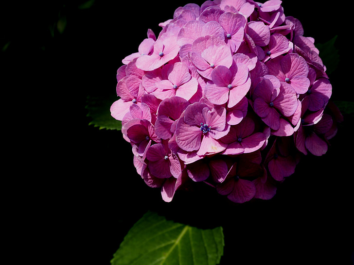 Hortenzija, lietaus sezonas, vasaros pradžioje, augalų, gėlės