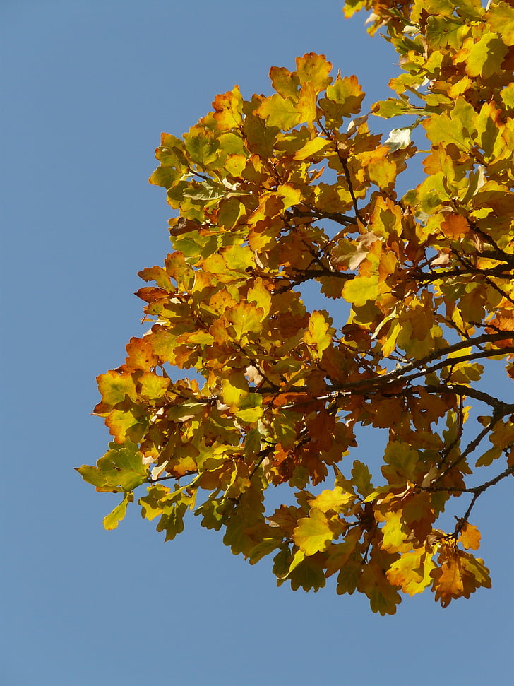 Oak lehdet, Oak, Quercus, Sessile oak, Quercus petraea —, talvella tammi, kultainen syksy