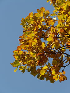 Eikenbladeren, eik, Quercus, sessiele eik, Quercus petraea, winter eik, Gouden herfst