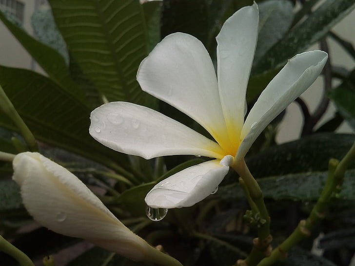flowers, frangipani, fragrapanti, white flowers, plant, flower, more information