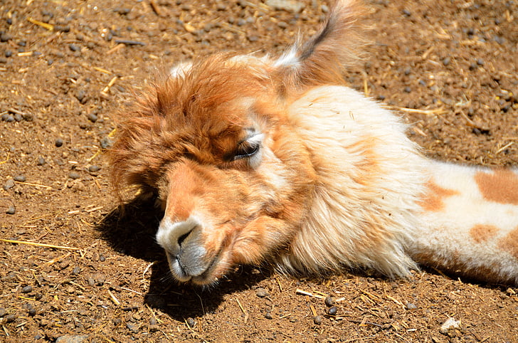 alpaca, de dormit, drăguţ, animale, lână, textile, moale