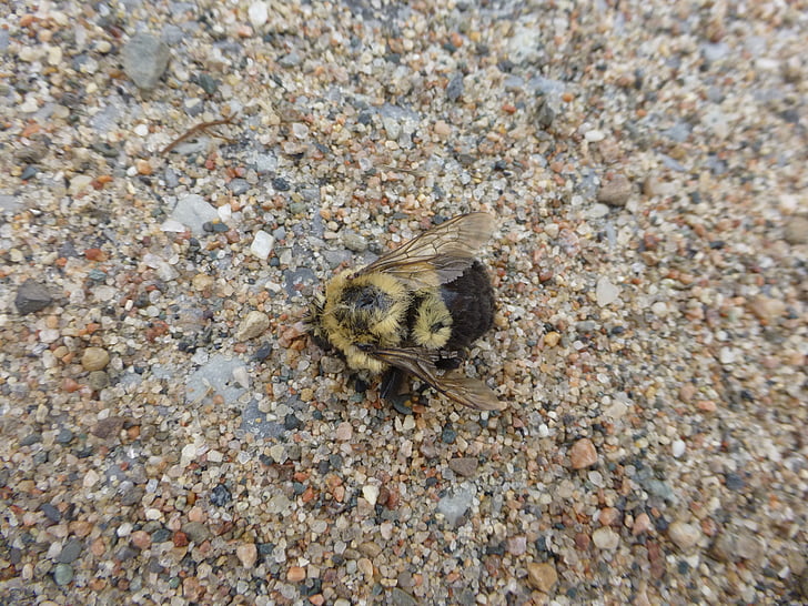 méh, darázs, halott, makró, közeli kép:, rovar, bug