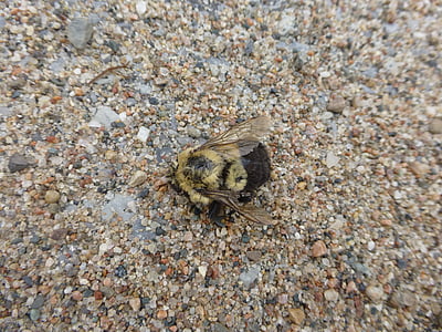 bee, bumblebee, dead, macro, close-up, insect, bug