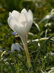 Šafrán, bílá, Bloom, květ, závod, Příroda, jaro