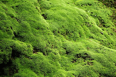 zelena, mah, čudovito, steno, indonezijščina, naravne, podeželja
