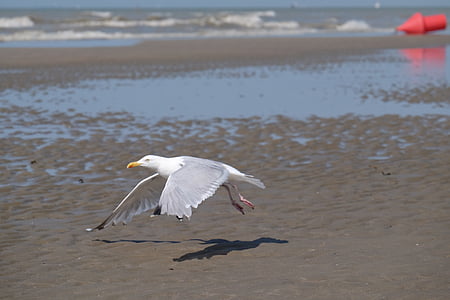 mar, Playa, pájaro, Seagull, naturaleza, animal, vuelo