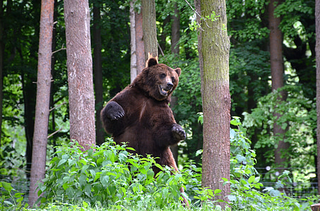 oso de, bosque, Eco-park, Güstrow, flora y fauna, animal, oso pardo