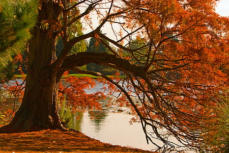 Outono, folhas de outonais, folhas, colorido, humor de outono, árvore, água