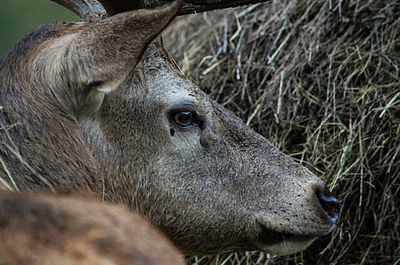 Hirsch, hươu fallow, Deer park, hoang dã, công viên động vật hoang dã, đầu, động vật hoang dã