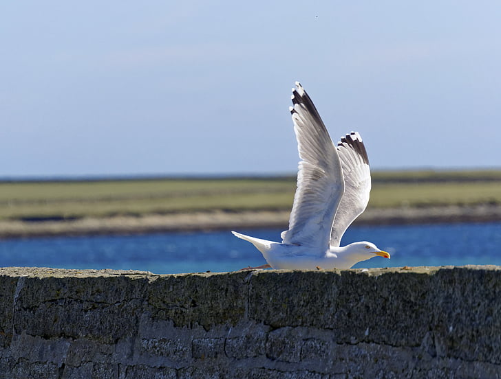 seagull, flying, sea, sky, wildlife, bird, fly