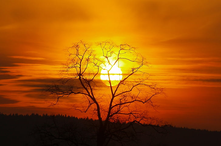 puesta de sol, árbol, sol, silueta