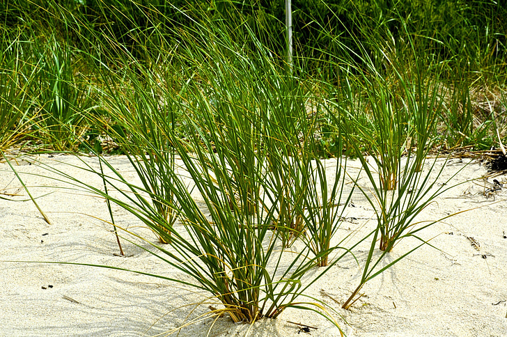piasek, Ocean, trawa