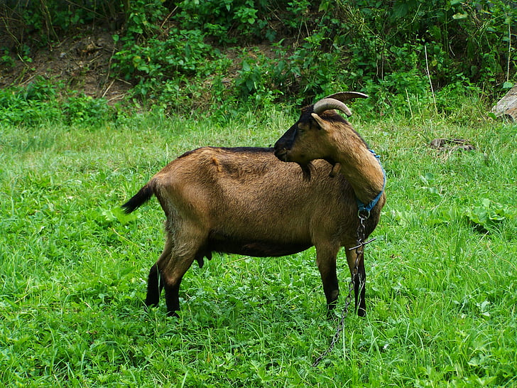 brown goat, farm animals, bearded