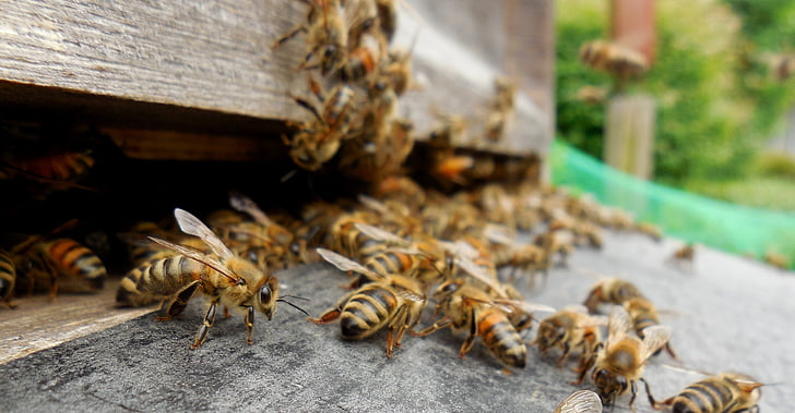abejas, colmena, colmena, presa, miel de abejas, apicultor, apicultura