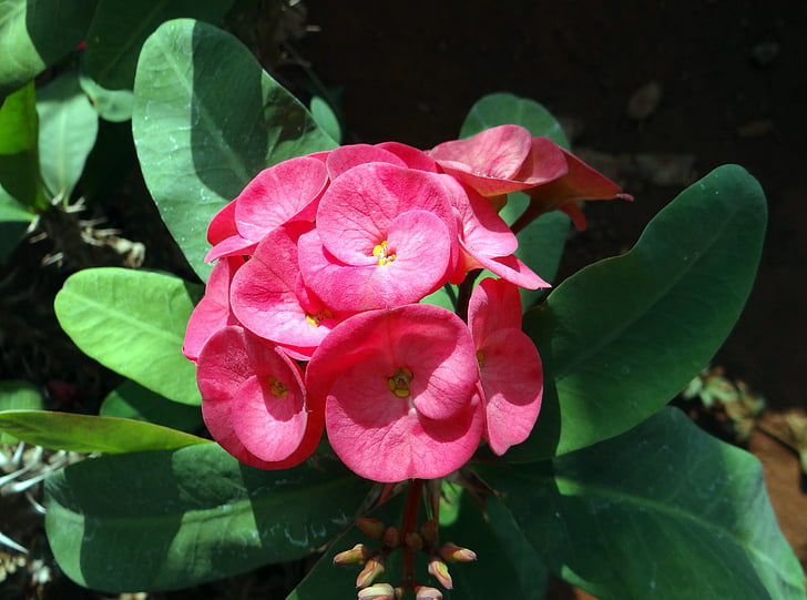 Euphorbia, roz, floare, alexandru, nrupatunga betta, India