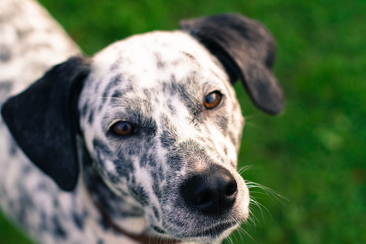pes, portrét, čierna a biela, Dalmatín, čierne uši, hnedé oči, krásny