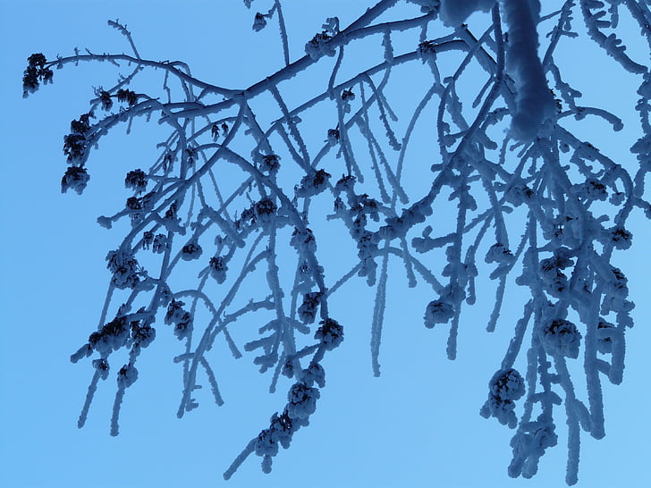 treet, grener, estetisk, hoarfrost, avkjølt, isen, Vinter