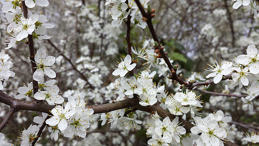 квіти, Весна, плодове дерево, яблуко, Великдень, Початок, білий