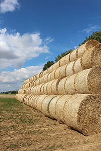 straw, straw bales, field, stubble, round bales, harvested, agriculture