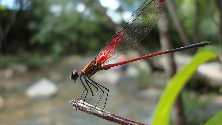Dragonfly, Anisoptera, epiprocta