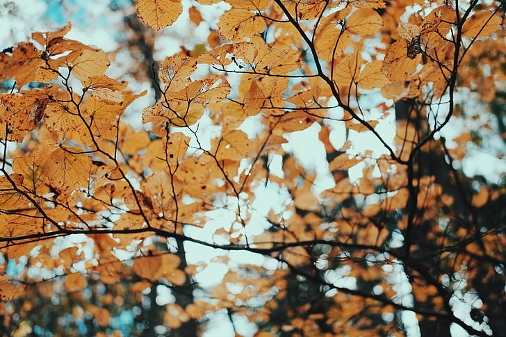 trees, leaves, dried, autumn, fall, branch, vibrant color