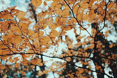 木, 葉, 乾燥, 秋, 秋, 支店, 鮮やかな色