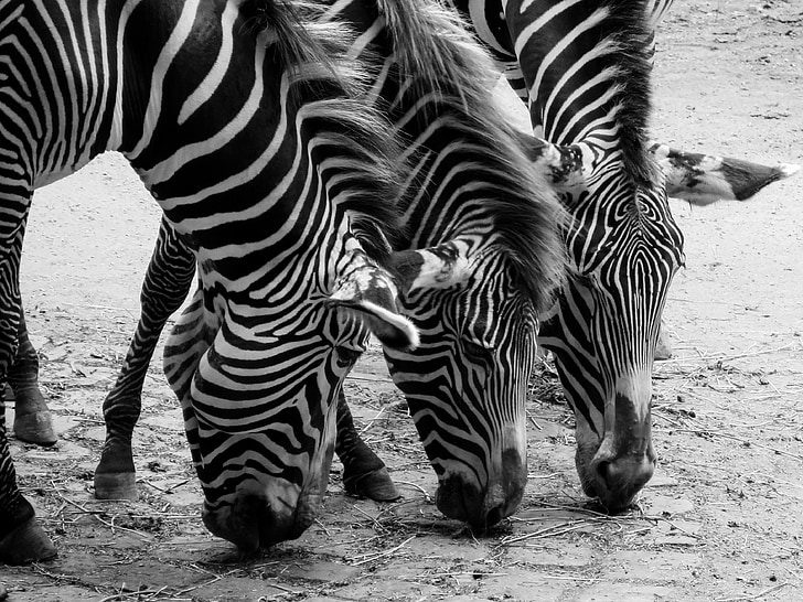 zebre, životinje, crno i bijelo, pješački prijelaz, glava