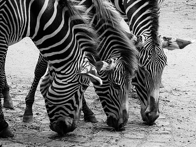Zebras, eläimet, musta ja valkoinen, suojatie, pää