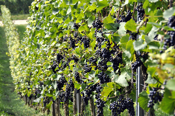 druer, vingården, Vintage, høst
