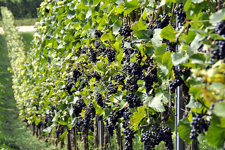 druiven, wijngaard, Vintage, herfst
