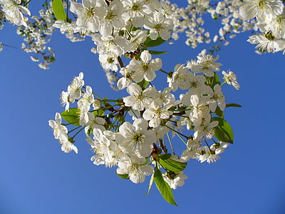 Branco, flores, Claro, azul, céu, natureza, Verão