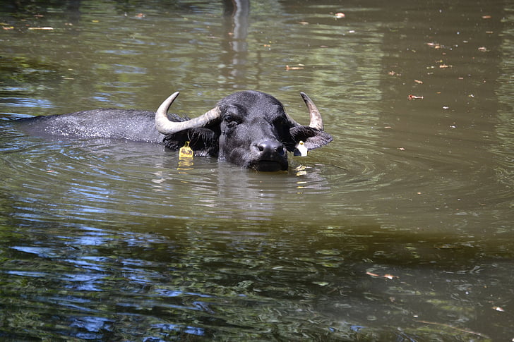 Водяной буйвол, Дикий, животное, плавать, Природа, Рога