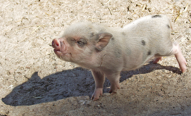 Piglet, babi, hewan, pertanian, babi, Pigsty, gudang