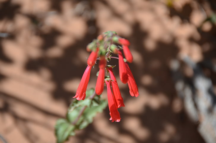 Blume, rot, Wüste, Utah, Arches-Nationalpark, Landschaft, Landschaft