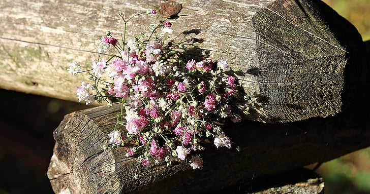 Tasche Gypsofilia Samen, Schleierkraut, Tasche, dekorative Blume, Zierpflanze, Blumen, Natur