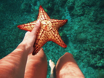 strarfish, main, jambes, mer, océan, eau, étoile de mer