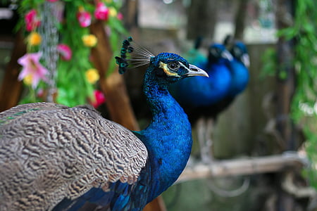 pavo real, pájaro, flores, Bluebird, naturaleza viva, belleza, Parque zoológico