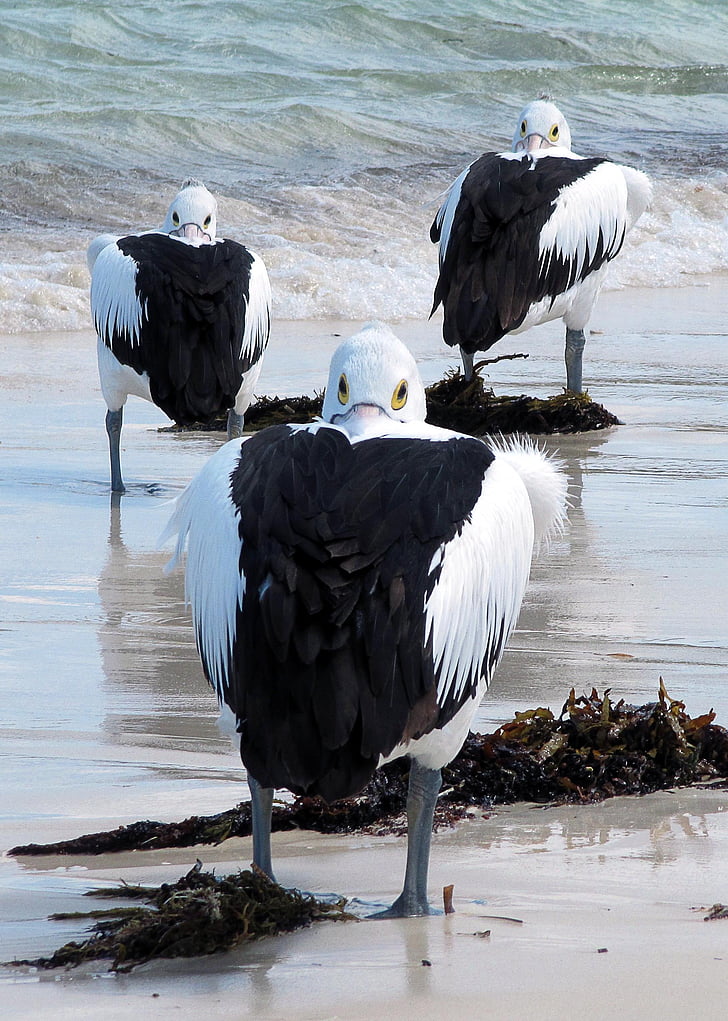 pelikany, ptaki morskie, Australia, Rottnest Wyspa, ocean indyjski, ptak, dzikie zwierzęta