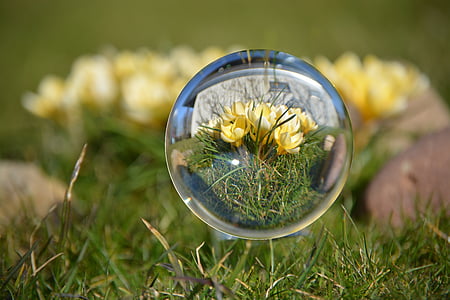 ballen, våren, Crocus, gul, Lukk, natur, gresset