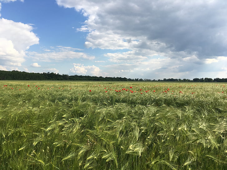 krajina, tráva, pole, zemědělství, Příroda, v lůně Titánů, farma