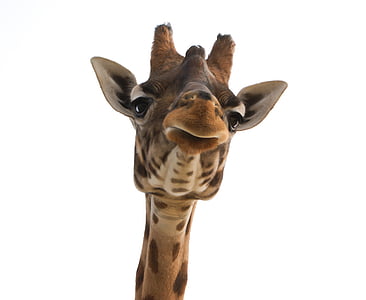 girafa, responsable, zoològic, animal, coll, Àfrica, gran joc