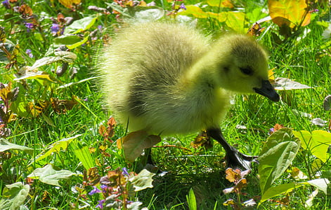 animals, chicks, goose, young goose, goslings, cute, grass