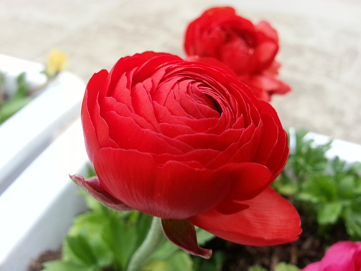flowers, beautiful, rose